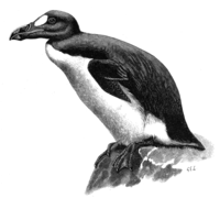 Great Auk by GE Lodge