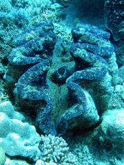 Giant Clam on the Great Barrier Reef