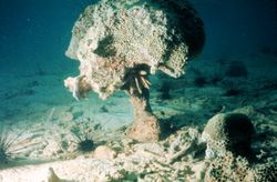 Bioerosion (coral damage) such as this may be caused by coral bleaching. 