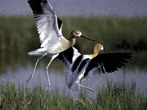 American avocets at Bear River Migratory Bird Refuge