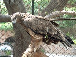A Steppe Eagle in Lahore Zoo.
