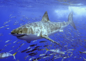 A 3 to 4 m great white swimming in a shoal of mackerel scad off of Isla Guadalupe, Mexico in August 2006.