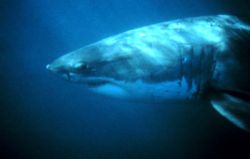 A large great white shark cruising offshore from the Farallon Islands.