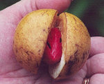 Mace within nutmeg fruit