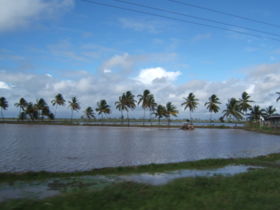 Tractor in rice field, coastal plain, Guyana