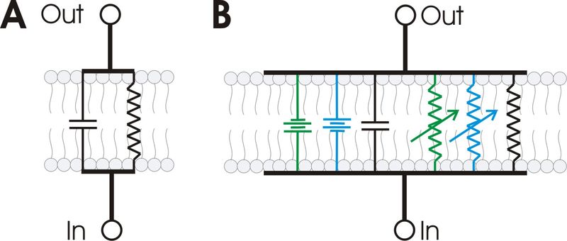 Image:RC membrane circuit.jpg