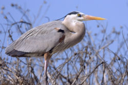 Great Blue Heron, Ardea herodias