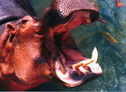 A hippopotamus