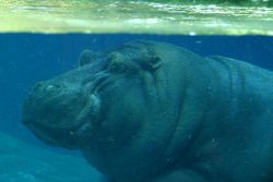 A submerged Hippopotamus