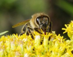 A honeybee on calyx of goldenrod