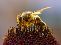 Bee collecting pollen.