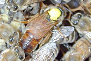 Queen (The yellow dot on the thorax was added by a beekeeper to aid in finding the queen. She was probably born in 1997 or 2002; see the Queen article for an explanation of the dot color conventions.)