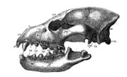 Skull of Hyaena eximia