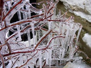 Ice coating the branches of a tree.