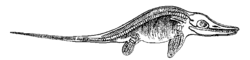 Historical Ichthyosaur illustration, 1863