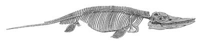 Drawing of an Ichthyosaur skeleton