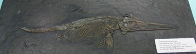 Fossil of a young Ichthyosaur from the zoological museum of Hamburg