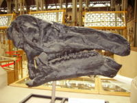 Iguanodon skull from Oxford University Museum of Natural History