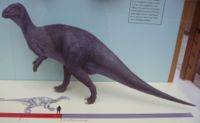Iguanodon model Oxford University Museum of Natural History