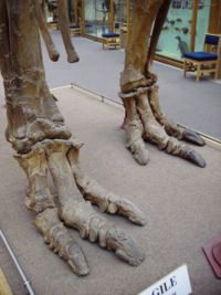 Iguanodon hind feet Oxford University Museum of Natural History