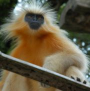 Now the world's rarest monkey, the golden langur typifies the precarious survival of much of India's megafauna.