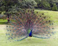 An Indian Blue Peacock displaying