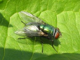 Green bottle fly