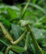 Chinese mantis