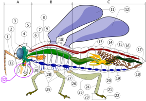 Insect anatomy  A- Head   B- Thorax   C- Abdomen     1. antenna    2. ocelli (lower)    3. ocelli (upper)    4. compound eye    5. brain (cerebral ganglia)    6. prothorax    7. dorsal artery    8. tracheal tubes (trunk with spiracle)    9. mesothorax   10. metathorax   11. forewing   12. hindwing   13. mid-gut (stomach)   14. heart   15. ovary   16. hind-gut (intestine, rectum & anus)   17. anus   18. vagina   19. nerve chord (abdominal ganglia)   20. Malpighian tubes   21. pillow   22. claws   23. tarsus   24. tibia   25. femur   26. trochanter   27. fore-gut (crop, gizzard)   28. thoracic ganglion   29. coxa   30. salivary gland   31. subesophageal ganglion   32. mouthparts