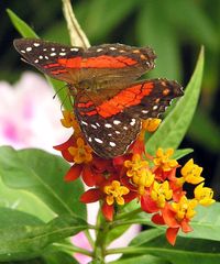 A butterfly is the adult stage of an insect with complete metamorphosis. This species is Anartia amathea.