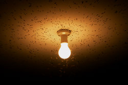 Flies attracted to an incandescent light bulb