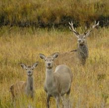 Red Deer, Killarney National Park, County Kerry