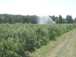 Sprinkler irrigation of blueberries in Plainville, New York.