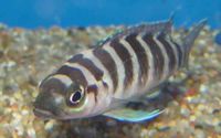 One of many cichlid fish species of Tanganyika