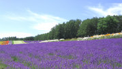 A lavender farm in Hokkaido