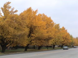 Ginkgos along Harlem Avenue in Riverside, Illinois 