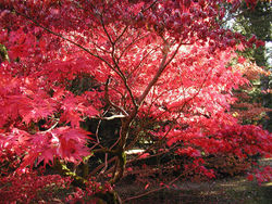 Autumn colours at Westonbirt Arboretum, Gloucestershire, England.