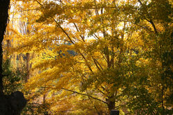 Brilliant orange of sunlight autumn trees