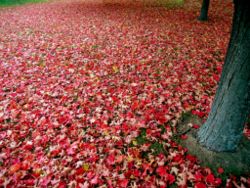 Fiery red fall leaves