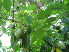 Avocado fruit and foliage, Huntington Library, California