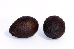 Two Avocado fruits