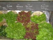 Some lettuce cultivars