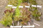 More lettuce cultivars