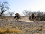 Lions in Etosha National Park fight for prey