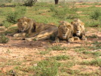 Male lions spend most of their life resting.