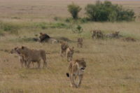 Pride of lions on the move, Massai Mara, Kenya.