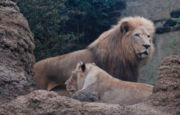 Male and female African Lion (Panthera leo krugeri)