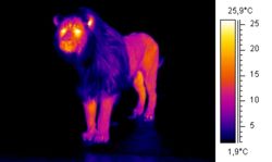 Thermographic image of a lion in wintertime.