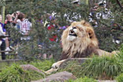 Male lion showing his teeth to the crowds prior to feeding time at the Melbourne Zoo