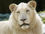 White lion male (subspecies Panthera leo krugeri)